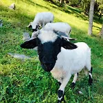 Domacija Za Robom Apartament