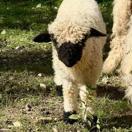 Appartement Domacija Za Robom