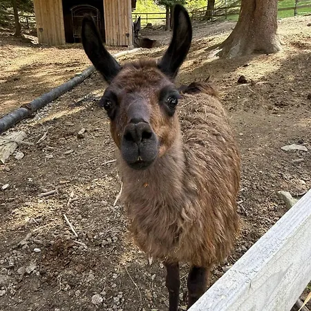 Domacija Za Robom Appartement *
