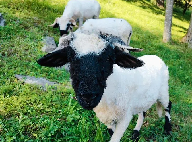 Domacija Za Robom Apartmán