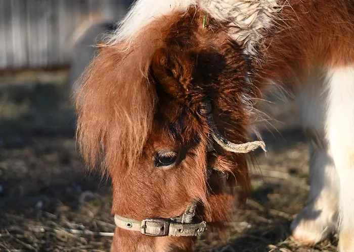 Apartmán Domacija Za Robom *