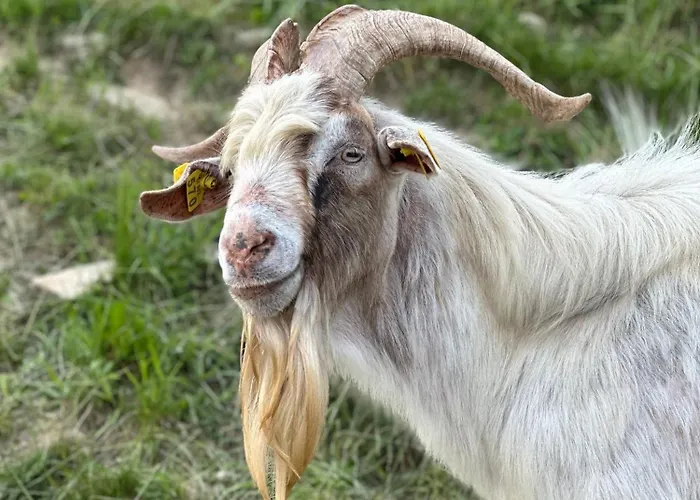 Domacija Za Robom * Cerkno