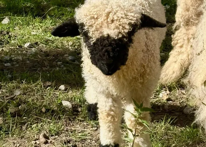 Appartement Domacija Za Robom