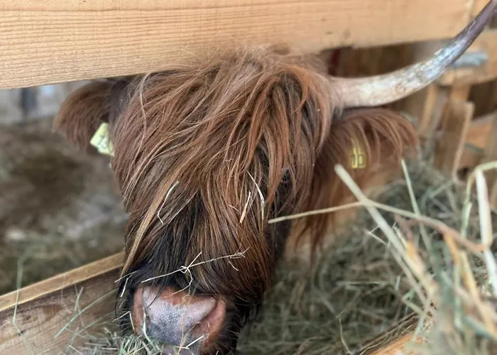 Domacija Za Robom Appartement Cerkno